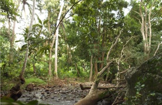 Dominica Real Estate: Land For Sale In Batalie