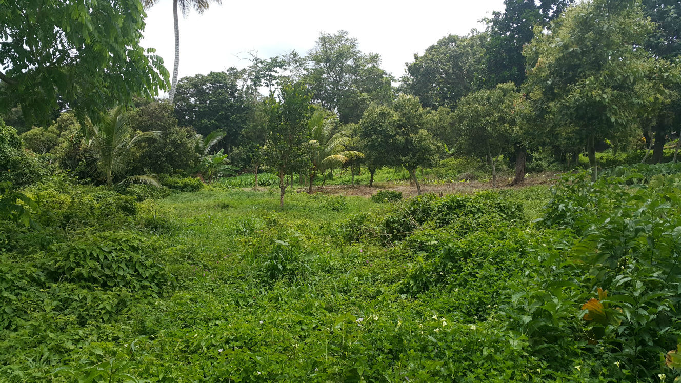 6 Residential Lots For Sale In La Plaine Millenia Realty Dominica