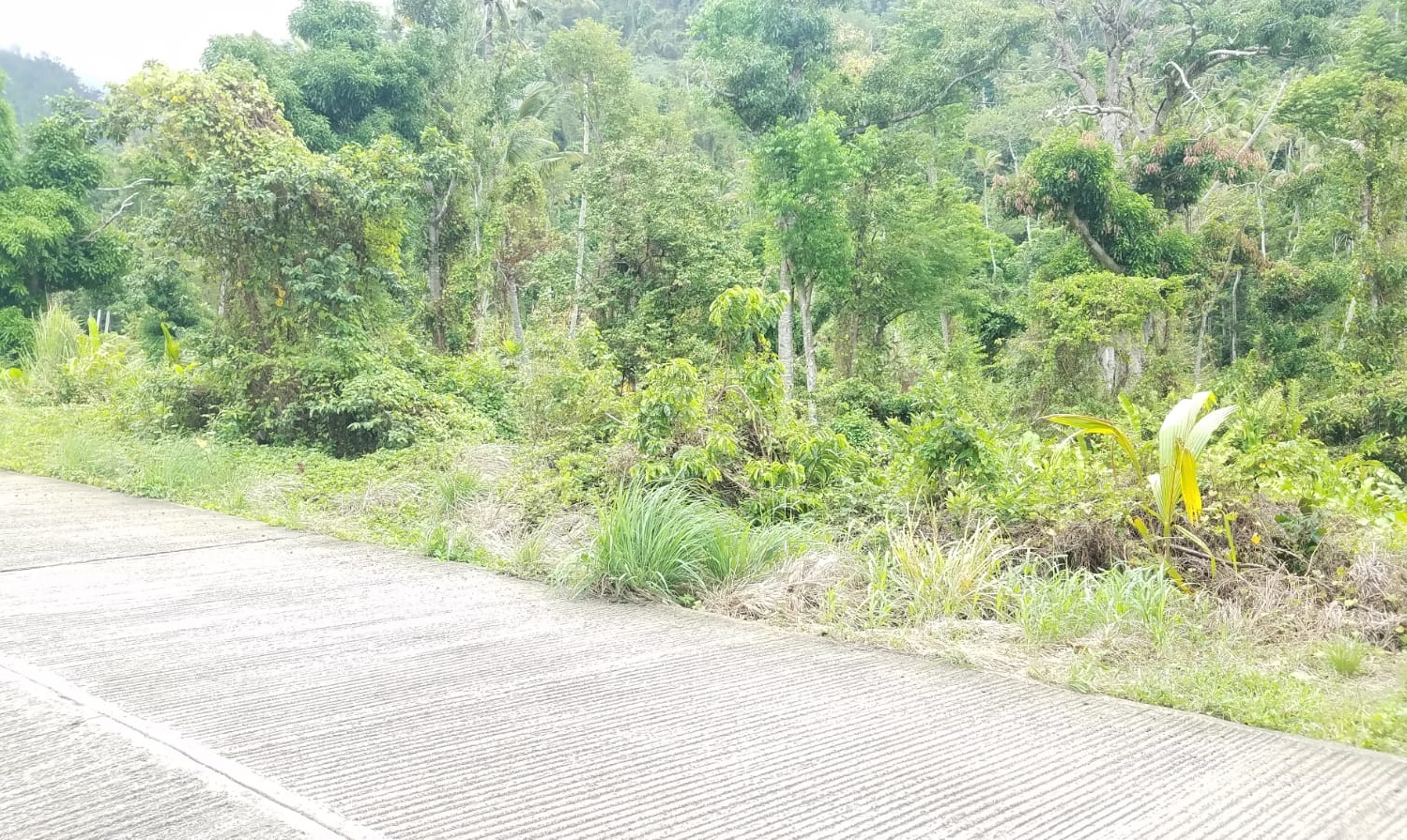 Land For Sale In Beau Bois, Castle Comfort Millenia Realty Dominica