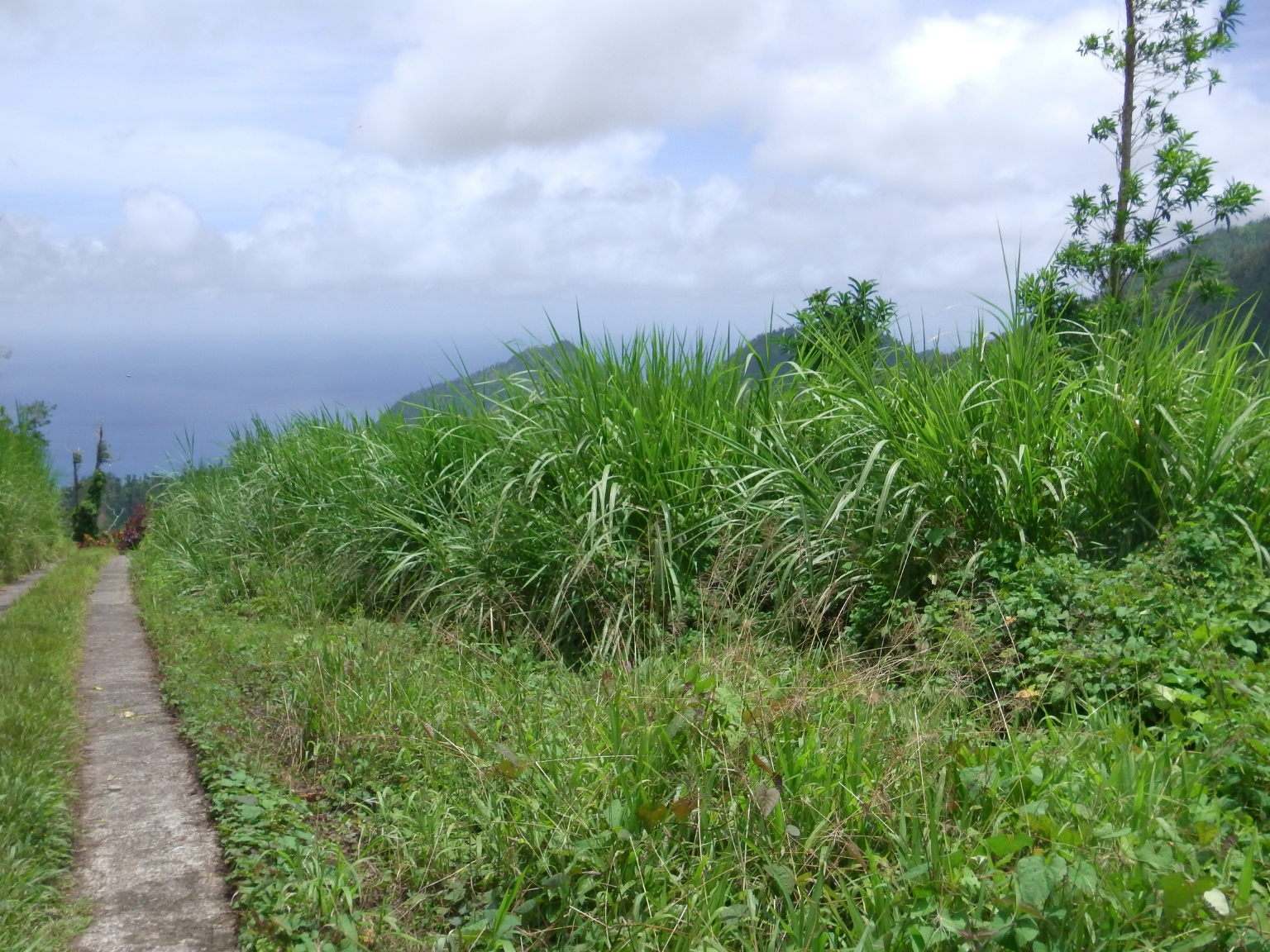 Lots For Sale In Bellevue Chopin Millenia Realty Dominica