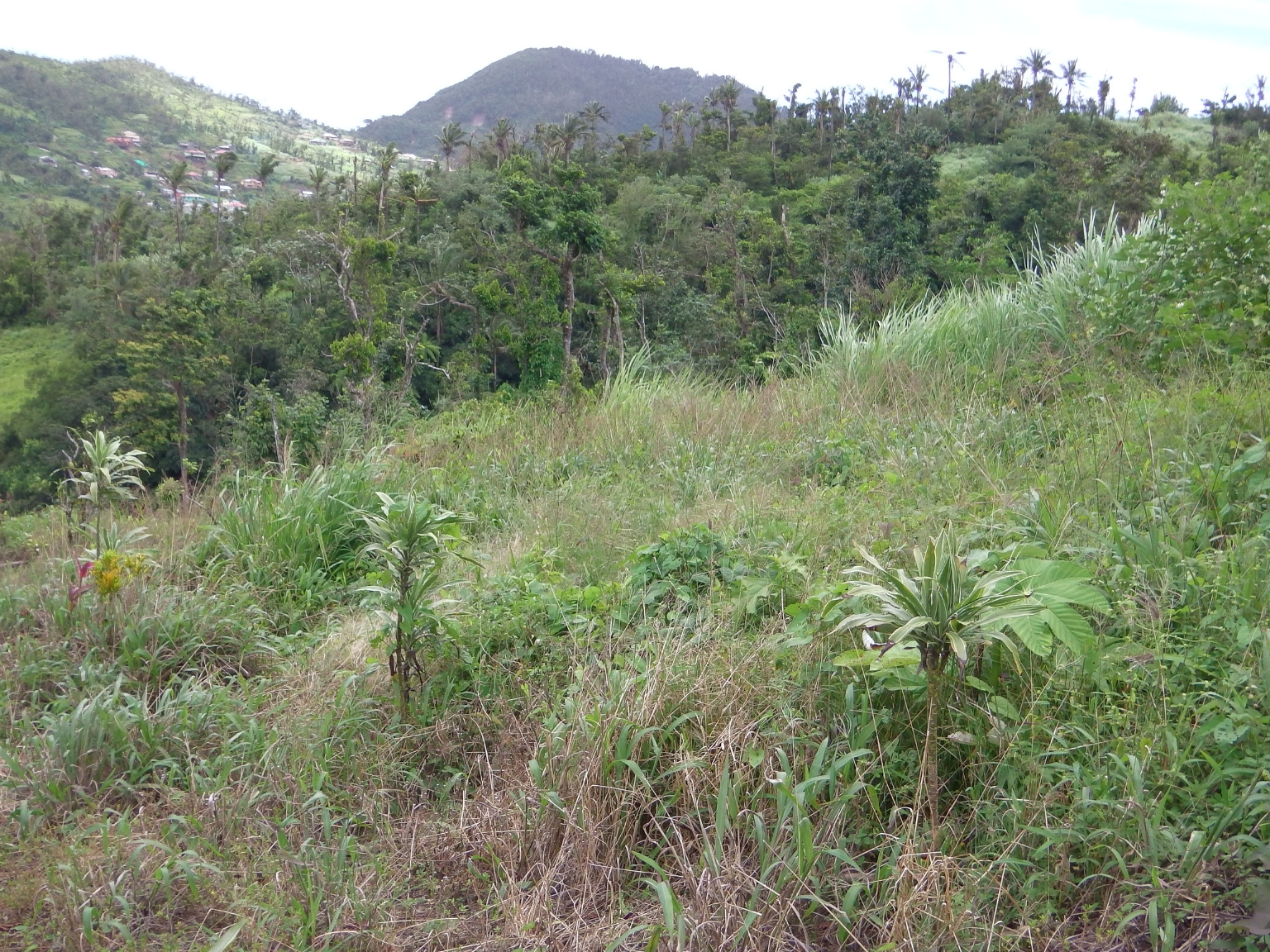 Lots For Sale In Bellevue Chopin Millenia Realty Dominica