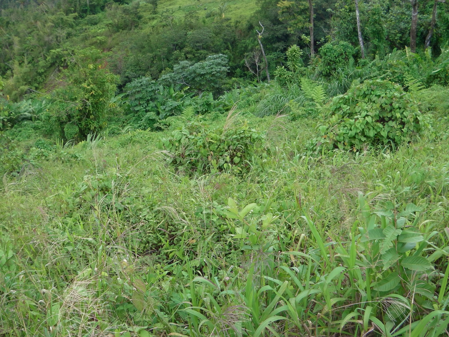 Lots For Sale In Bellevue Chopin Millenia Realty Dominica