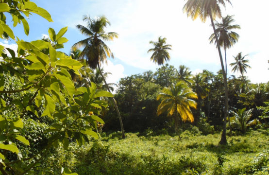 Dominica Real Estate: Land For Sale In WoodfordHill