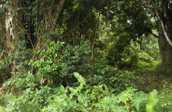 Dominica Real Estate: Acres of land for sale in Picard