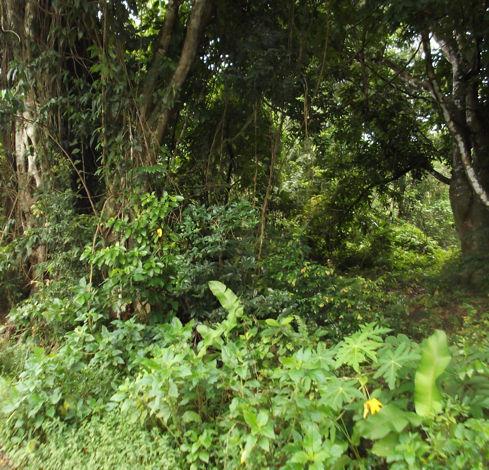 Land For Sale In Picard, Portsmouth Millenia Realty Dominica