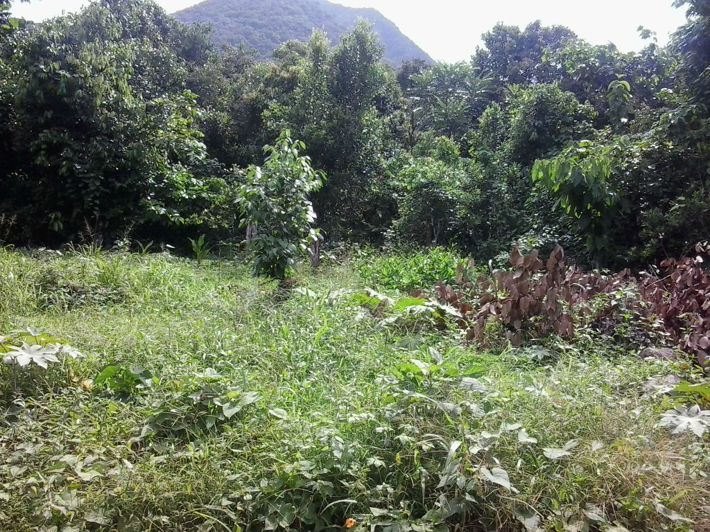 Dominica Real Estate: Property for sale in La Plaine