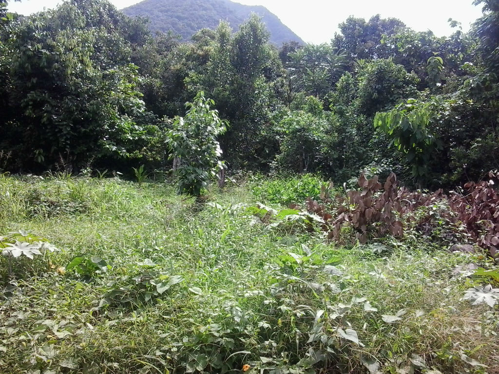 Land For Sale In La Plaine Millenia Realty Dominica