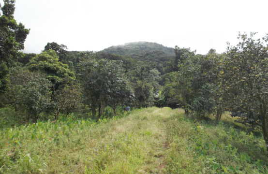 Dominica Real Estate: Land For Sale In Syndicate