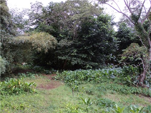 Dominica Real Estate: Acres of land in Hatton Garden