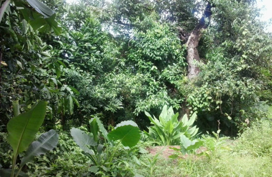 Dominica Real Estate: Residential Lot For Sale