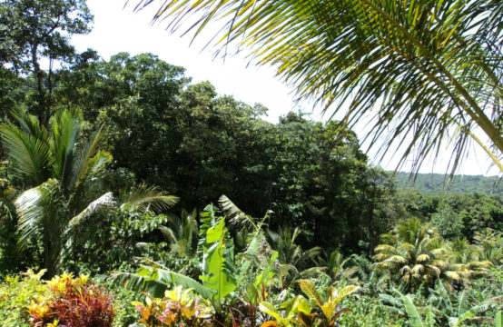 Dominica Real Estate: Land For Sale In Despor