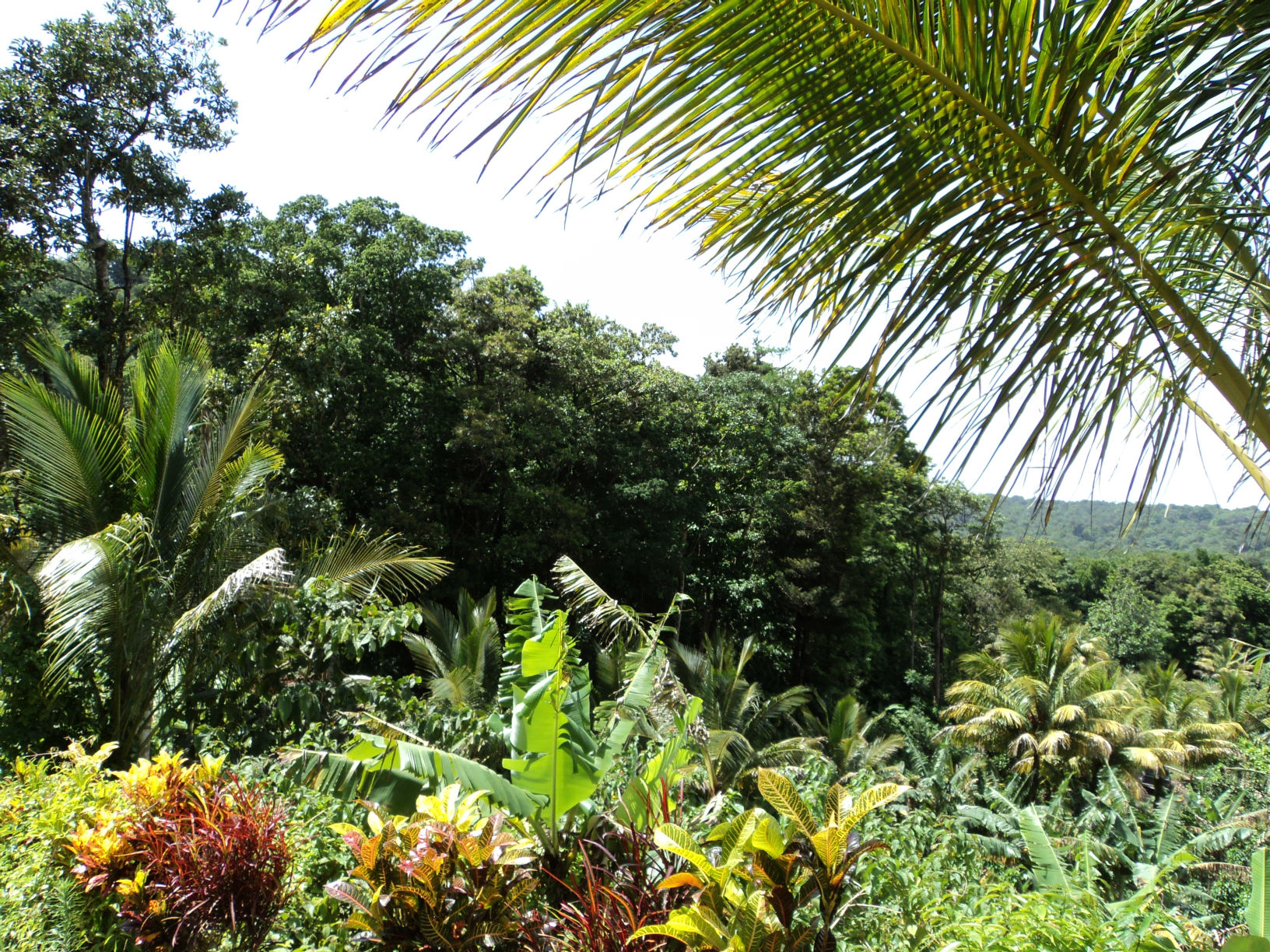 Dominica Real Estate: Land For Sale In Despor