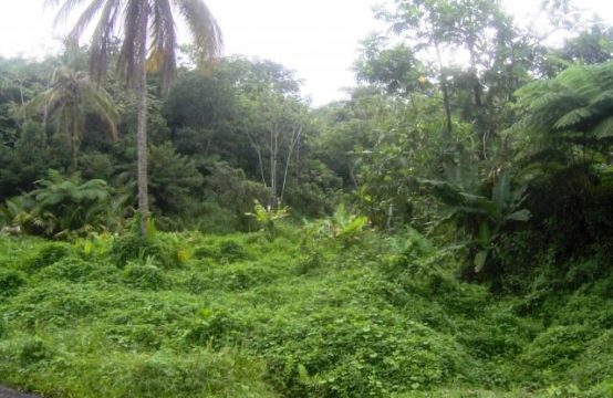 Dominica Real Estate: Rain Forest Land For Sale