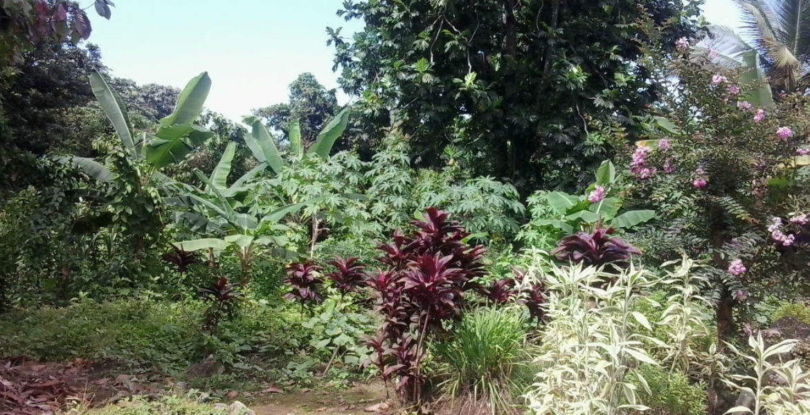 Land For Sale In La Plaine Millenia Realty Dominica