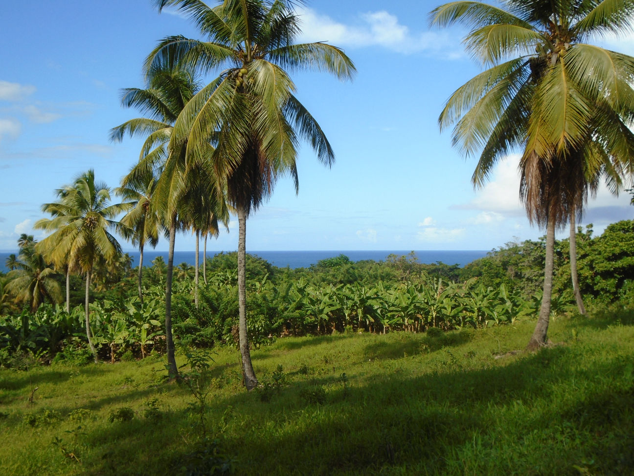 Half Acre Portion Of Land In Marigot Millenia Realty Dominica