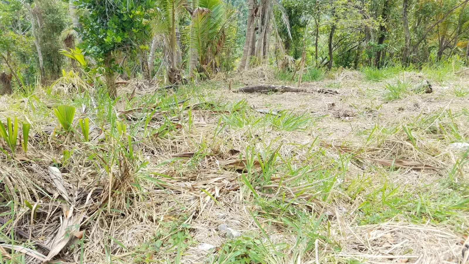 Dominica Real Estate: Land For Sale In Calibishie