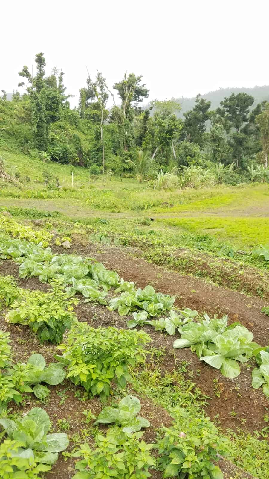 Land For Sale In Riversdale Estate, Penrice Millenia Realty Dominica