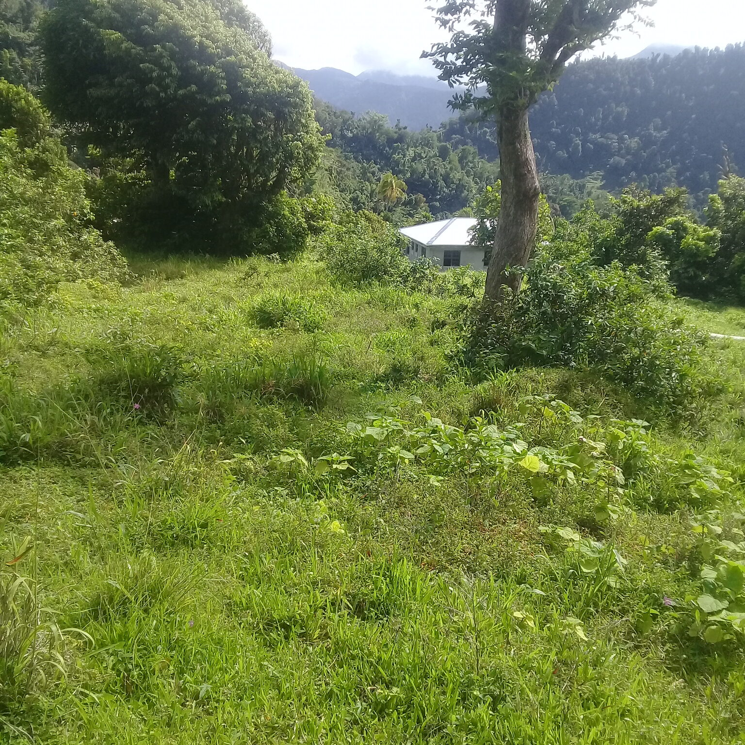 Land For Sale In Tete Morne, Grand Bay Millenia Realty Dominica