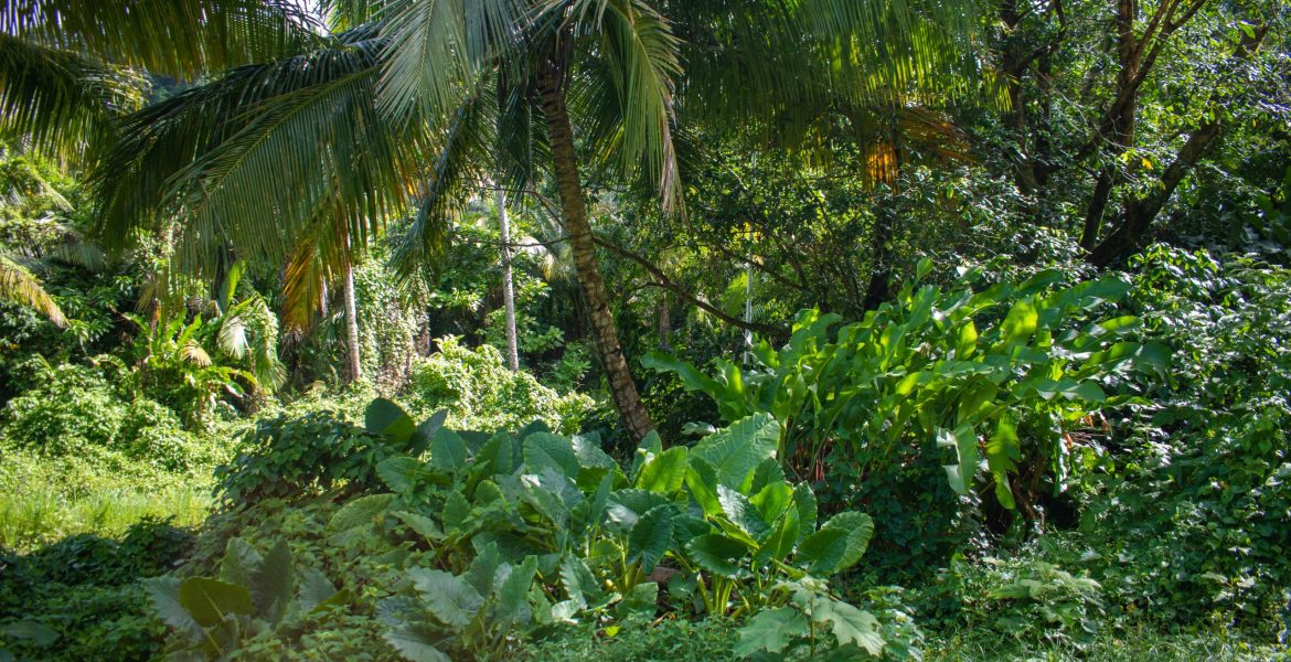 Land For Sale At Rosalie Estate, Dominica Millenia Realty Dominica