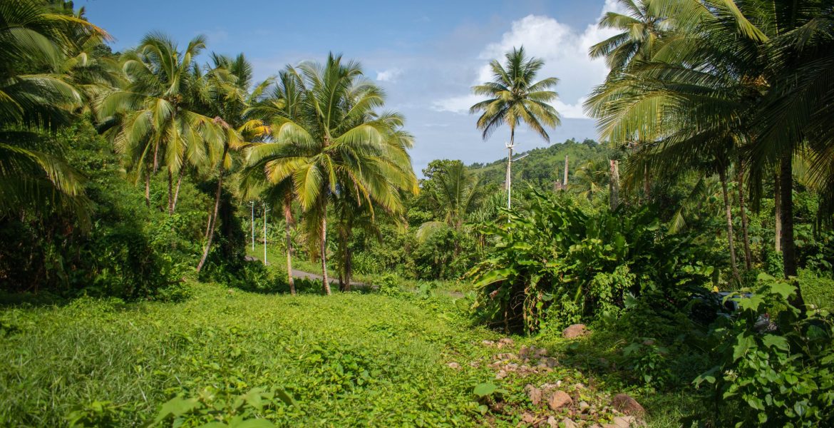 Land For Sale At Rosalie Estate, Dominica Millenia Realty Dominica