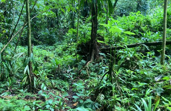 Rainforest Property for Sale in Wotten Waven, Dominica